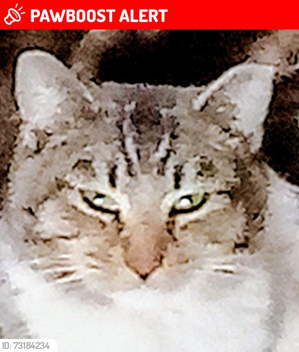 Lost Male Cat last seen 4th and Garduno, Los Ranchos de Albuquerque, NM 87114