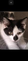 Reunited Female Cat last seen Maesteg Rd, Maesteg CF34 9LB, UK, Bridgend County Borough, Wales CF34 9LB