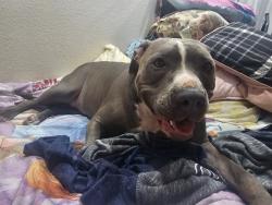 Reunited Female Dog last seen Kimura general store, Papaikou, HI 96781