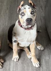 Reunited Female Dog last seen 67th and 3rd Ave, Los Angeles, CA 90043