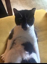 Lost Male Cat last seen last seen at the park according to neighbors, Silver Spring, MD 20903
