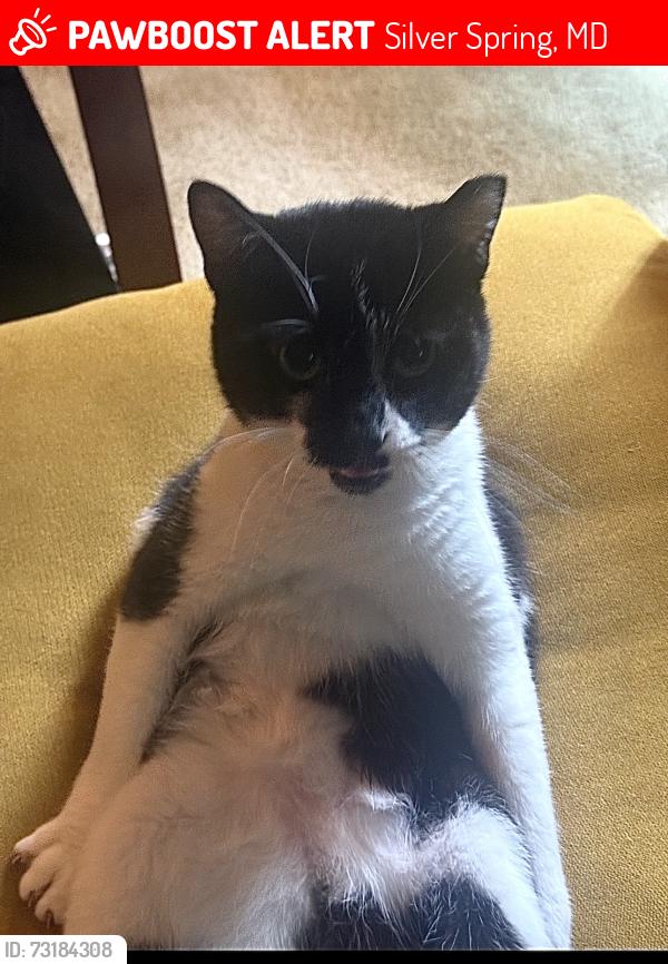 Lost Male Cat last seen last seen at the park according to neighbors, Silver Spring, MD 20903