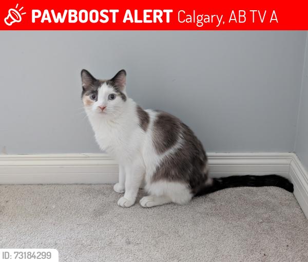 Lost Female Cat last seen Chinook Mall, Calgary, AB T2V 1A8