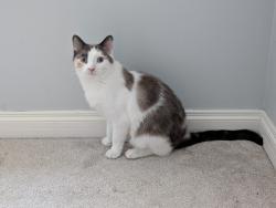 Lost Female Cat last seen Chinook Mall, Calgary, AB T2V 1A8