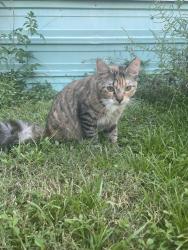 Lost Female Cat last seen Bodega road, Santa Rosa County, FL 32583