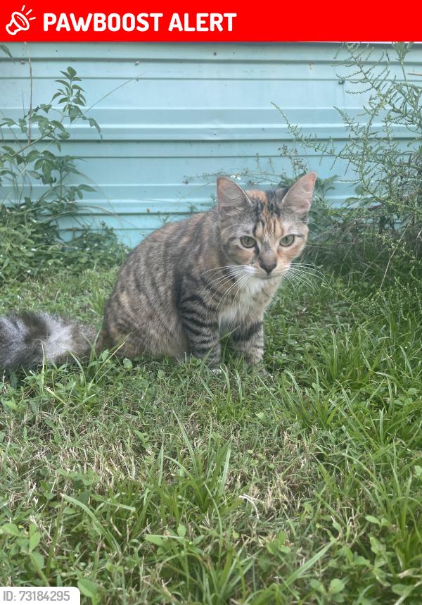 Lost Female Cat last seen Bodega road, Santa Rosa County, FL 32583