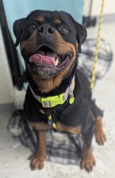 Shelter Stray Female Dog last seen Near N Medical Drive, SALT LAKE CITY, UT, 84105, 511 W 3900 S, Salt Lake City, UT 84123, USA