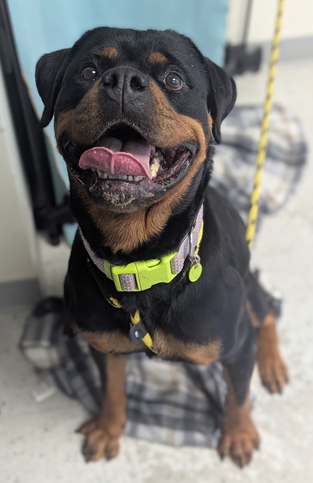 Shelter Stray Female Dog last seen Near N Medical Drive, SALT LAKE CITY, UT, 84105, 511 W 3900 S, Salt Lake City, UT 84123, USA