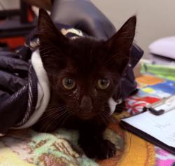 Shelter Stray Female Cat last seen Near Peach Avenue, El Cajon, CA, 92021, 5500 Gaines St, San Diego, CA 92110, USA