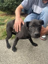 Found/Stray Female Dog last seen Sw 3rd st Chehalis wa, Chehalis, WA 98532