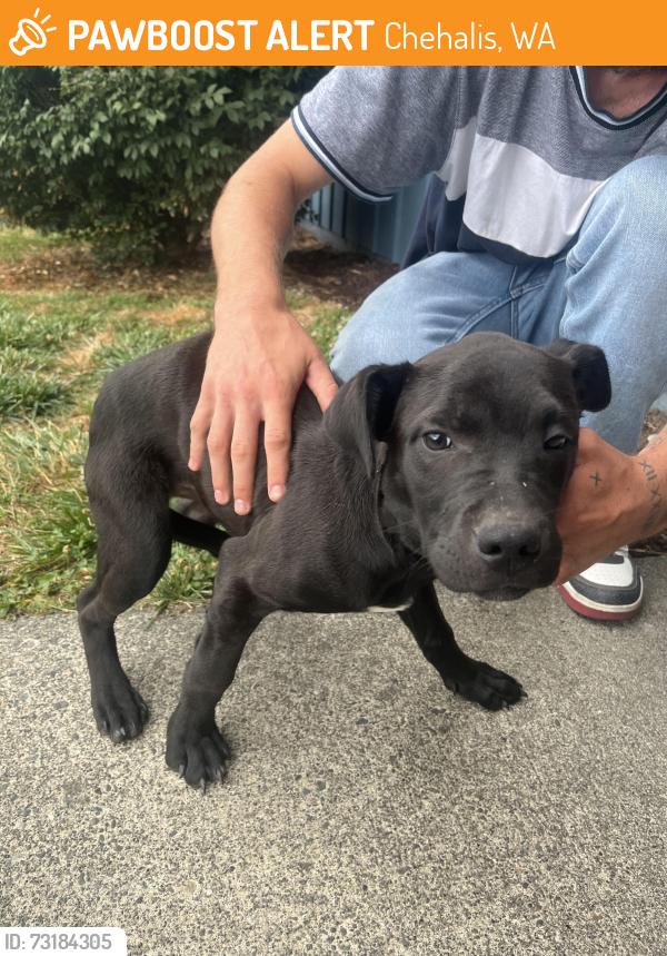 Found/Stray Female Dog last seen Sw 3rd st Chehalis wa, Chehalis, WA 98532