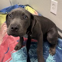 Shelter Stray Female Dog last seen Near Thornmint Road, San Diego, CA, 92127, 5500 Gaines St, San Diego, CA 92110, USA