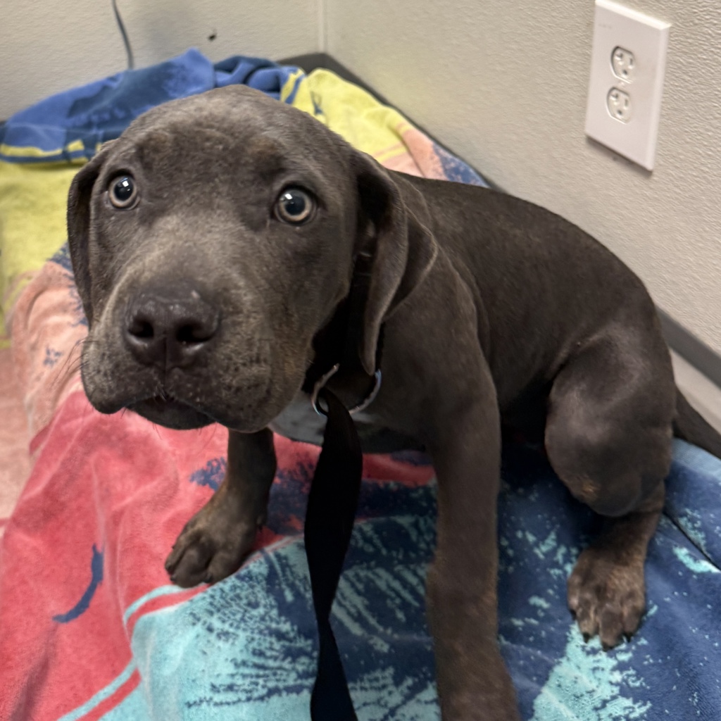 Shelter Stray Female Dog last seen Near Thornmint Road, San Diego, CA, 92127, 5500 Gaines St, San Diego, CA 92110, USA