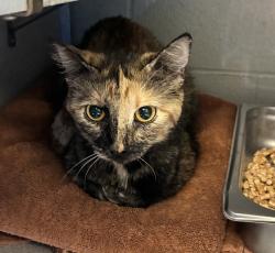 Shelter Stray Female Cat last seen Near W 4800 S, MURRAY CITY, UT, 84123, 511 W 3900 S, Salt Lake City, UT 84123, USA