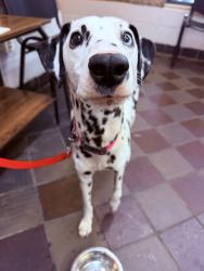 Shelter Stray Female Dog last seen 168th-170th Street, BRONX, NY, 10452, 326 E 110th St, New York, NY 10029, USA