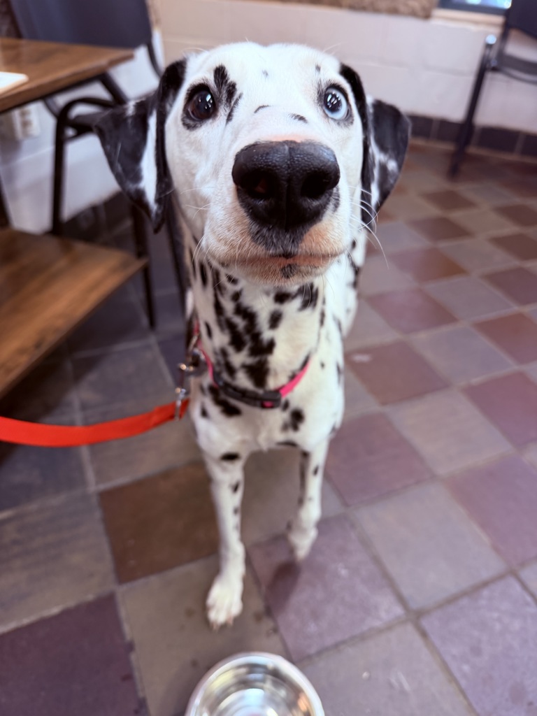 Shelter Stray Female Dog last seen 168th-170th Street, BRONX, NY, 10452, 326 E 110th St, New York, NY 10029, USA