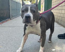 Shelter Stray Female Dog last seen Sutter Avenue, BROOKLYN, NY, 11220, 326 E 110th St, New York, NY 10029, USA