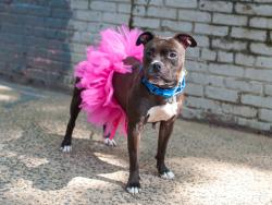 Shelter Stray Female Dog last seen 43rd PCT, BRONX, NY, 10473, 326 E 110th St, New York, NY 10029, USA