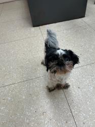 Shelter Stray Male Dog last seen Happy Hill Road, South Chesterfield, VA, 23834, 9300 Public Works Rd, Chesterfield, VA 23832, USA