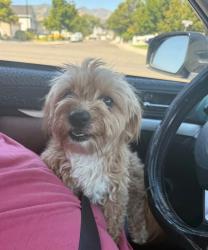 Reunited Female Dog last seen Orchard Elementary, West Valley City, UT 84128