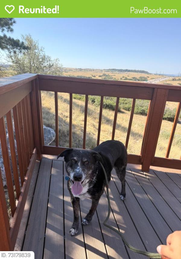 Reunited Male Dog last seen Sandy Hollow Trail and Big Meadow Trail in Franktown, CO 80116, Franktown, CO 80116