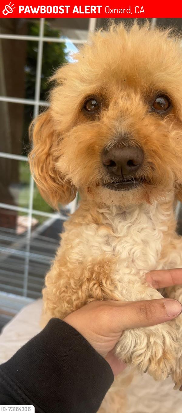 Lost Male Dog last seen rialto st, Oxnard, CA 93035