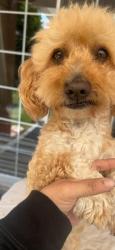 Lost Male Dog last seen rialto st, Oxnard, CA 93035