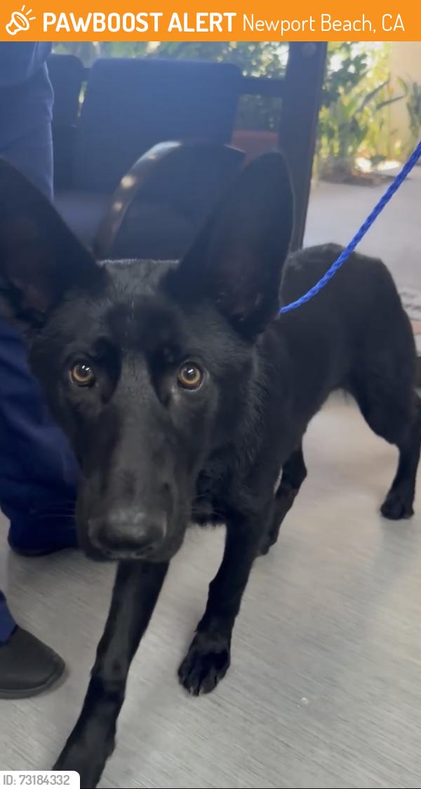 Found/Stray Male Dog last seen Belcourt Drive, Newport Beach, CA 92660