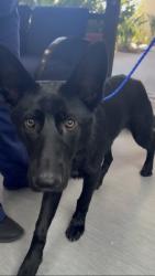 Found/Stray Male Dog last seen Belcourt Drive, Newport Beach, CA 92660