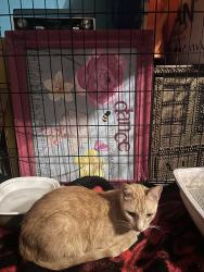 Found/Stray Male Cat last seen College St and Garden Ridge, Lewisville, TX 75077