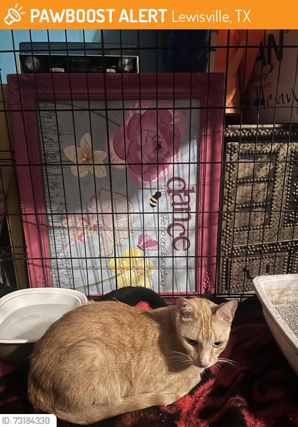 Found/Stray Male Cat last seen College St and Garden Ridge, Lewisville, TX 75077