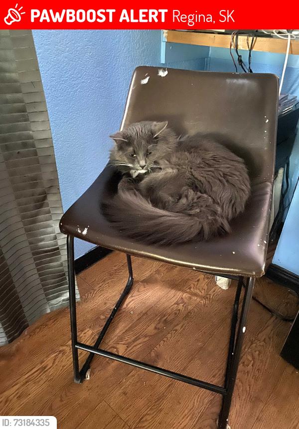 Lost Male Cat last seen Near Ottawa, Regina, SK 