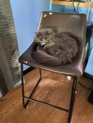 Lost Male Cat last seen Near Ottawa, Regina, SK 