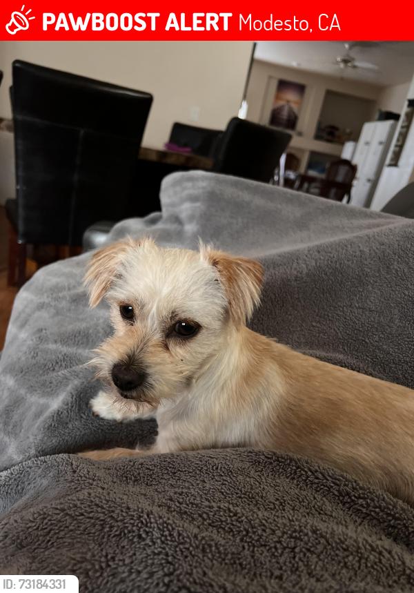 Lost Female Dog last seen Sanders park, Modesto, CA 95355