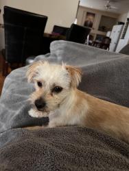 Lost Female Dog last seen Sanders park, Modesto, CA 95355