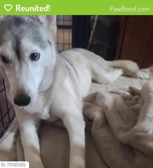 Reunited Female Dog last seen Winnetka and Victory, Los Angeles, CA 91367