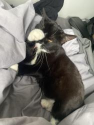 Lost Female Cat last seen Dagenham Heathway station, Greater London, England 