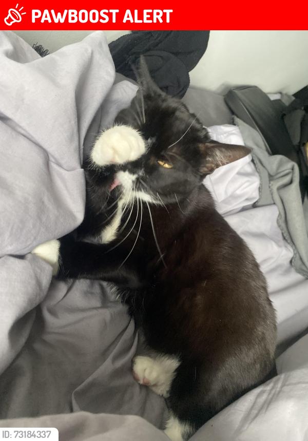 Lost Female Cat last seen Dagenham Heathway station, Greater London, England 