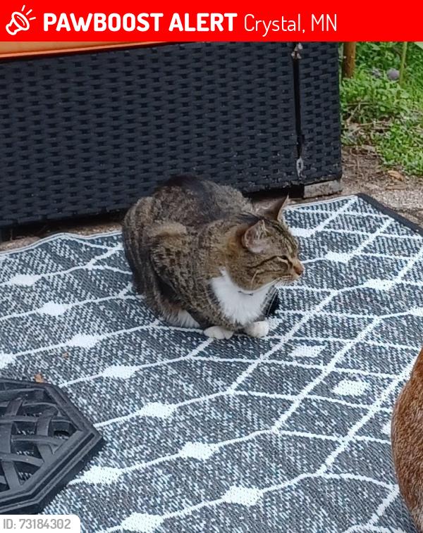 Lost Male Cat last seen Brunswick Ave and 57th, Crystal, MN 55422