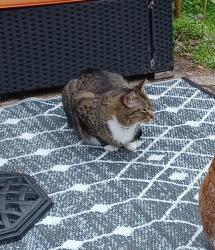 Lost Male Cat last seen Brunswick Ave and 57th, Crystal, MN 55422