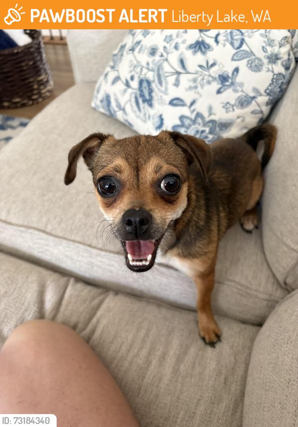 Found/Stray Female Dog last seen Settler’s Way near Pavillion, Liberty Lake, WA 99016