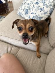 Found/Stray Female Dog last seen Settler’s Way near Pavillion, Liberty Lake, WA 99016