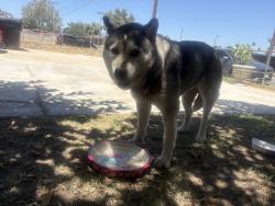 Found/Stray Unknown Dog last seen Valley and Oleander, Fontana ca, Fontana, CA 92335