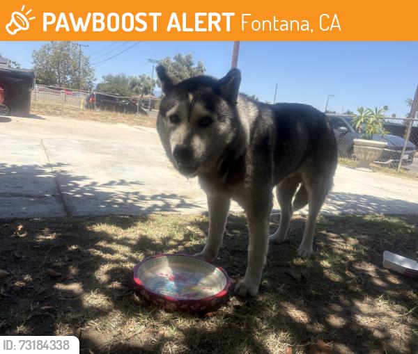 Found/Stray Unknown Dog last seen Valley and Oleander, Fontana ca, Fontana, CA 92335