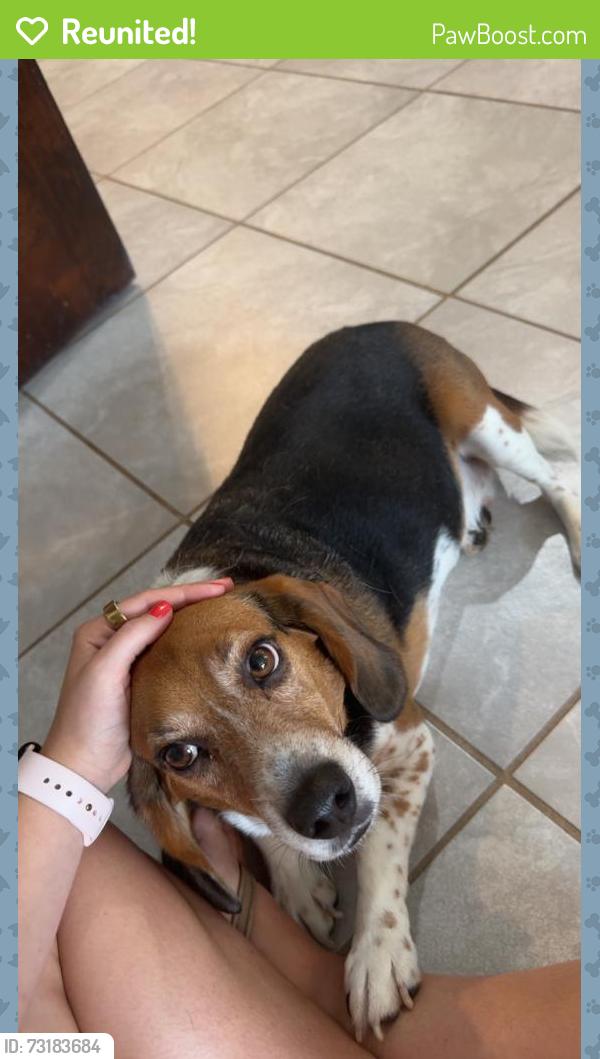 Reunited Male Dog last seen Dreamland BBQ 5 points, Birmingham, AL 35205
