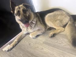 Lost Female Dog last seen Martin Luther king jr and imperial, Lynwood, CA 90262