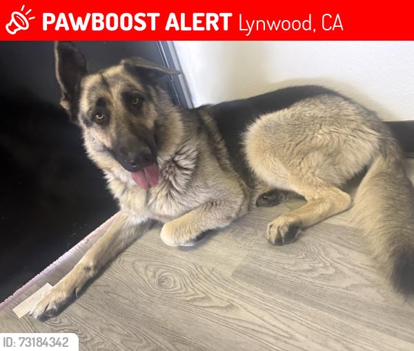 Lost Female Dog last seen Martin Luther king jr and imperial, Lynwood, CA 90262
