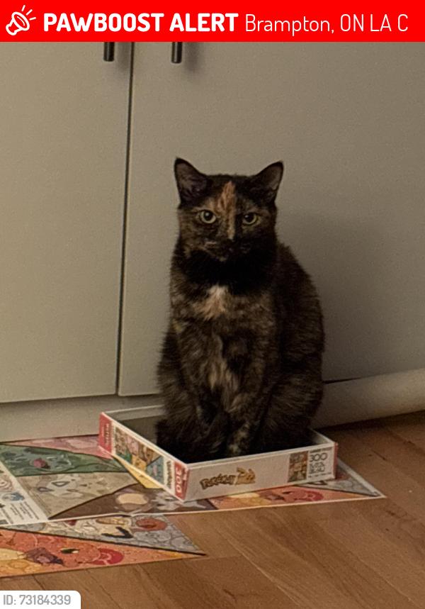 Lost Female Cat last seen Chinguacousy and clockwork drive, Brampton, ON L7A 5C2