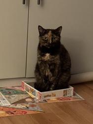 Lost Female Cat last seen Chinguacousy and clockwork drive, Brampton, ON L7A 5C2
