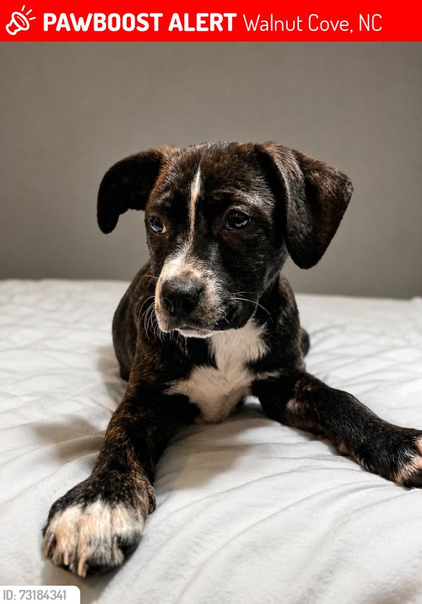 Lost Female Dog last seen Near Hazelwood farm road hazelwood farm road, Walnut Cove, NC 27052